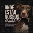 Mais de 20 cães desaparecem de lar temporário no Grande Recife, denunciam protetores