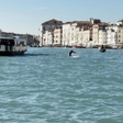 Golfinho é avistado no Grande Canal de Veneza e surpreende turistas