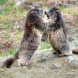Calor nos Alpes italianos faz marmotas diminuírem 'brincadeiras'