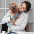 Quando procurar um especialista para o pet? Conheça os sinais