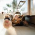 Os gatos estão ficando mais mansos? Ou são as pessoas que estão mudando?