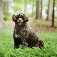 Cachorros portugueses: 5 raças originárias de Portugal