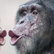 Por que os macacos nunca poderão falar como os humanos: uma questão de narizes