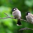 Como atrair pássaros para o jardim? 6 dicas simples para receber mais aves
