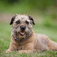 Border terrier: uma raça de cachorro que se destaca pela coragem e alegria