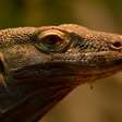 Dragão-de-komodo: força, veneno e curiosidades sobre o maior lagarto do mundo