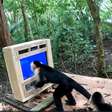 Macacos interagem com IA em estudo sobre cognição