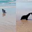 Lobos-marinhos se reencontram e dão 'beijinho' após soltura em Florianópolis