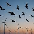 Energia eólica e morcegos: entenda os impactos das turbinas sobre esses animais