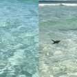 Pinguim é visto nadando em meio aos banhistas em Arraial do Cabo, no RJ