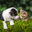 Adotou cachorro e gato? Veja 10 duplas de nomes criativas inspiradas em comidas e personagens