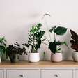 Tem muitas plantas em casa? Veja o que esse hábito pode revelar