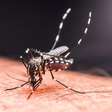 Novas vacinas contra chikungunya avançam no Brasil