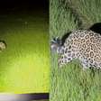 Onça-pintada passa a poucos metros de carro com turistas no Pantanal; veja
