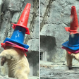 Filhote de urso-polar viraliza ao brincar com cones de trânsito em aquário no Japão; veja