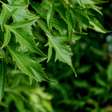 Árvore da Felicidade: veja o significado e saiba como cultivar a planta em casa