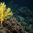 Coral élfico: cientistas usam língua de 'O Senhor dos Anéis' para batizar descoberta