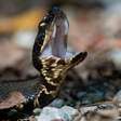 Parece cena de filme, mas é real: a assustadora história do jovem que treinou por uma hora com uma cobra altamente venenosa escondida no capacete