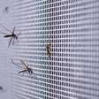 Mosquitos em casa? Especialista revela hábitos que ajudam a afastá-los