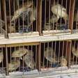 PRF resgata 584 animais silvestres escondidos sob carga de frutas em Pernambuco; homem foi detido