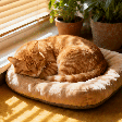 Seu gato dorme enrolado ou de barriga para cima? Veja o que cada posição pode revelar