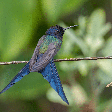 Aves brasileiras: 7 espécies mais bonitas do país