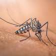 Por que existe o Dia Mundial do Mosquito e o que isso tem a ver com o Nobel