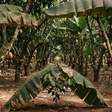 Em um sítio de 50 hectares, produtor mantém mais de 1.500 pés de cacau, prepara a colheita de até 1 tonelada e viu o quilo da fruta saltar de R$ 10 para R$ 43