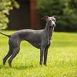 Pequeno lebrel italiano: conheça essa raça de cachorro elegante e cheia de energia