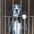 Fim dos "Likes" na crueldade: Projeto em Porto Alegre combate espetacularização da violência animal