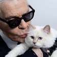 Choupette completa 15 anos e aguarda desbloqueio de herança milionária deixada por estilista solitário
