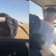 Touro ataca e quebra vidro de carro durante festival popular na Espanha
