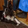 Guia com 26 restaurantes em São Paulo com espaço pet friendly