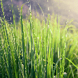 Para que serve a erva-cidreira? 8 benefícios da planta para a saúde