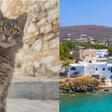 Grécia busca voluntários para cuidar de gatos em ilha paradisíaca