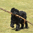 Bouvier des Flandres: esse cão gigante e inteligente é o companheiro ideal para sua família