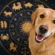 Dia do Cão: o que o signo do seu cachorro diz sobre ele