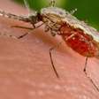 Aeroporto de Frankfurt registra mortes de funcionários por malária transmitida por mosquito