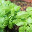 5 tipos de manjericão para cultivar em casa e usar na cozinha