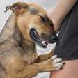 Unidade Móvel de Saúde Animal leva atendimento a cães e gatos da Região Cruzeiro nesta quinta-feira