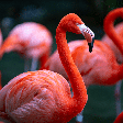 Flamingos nascem rosa? Descubra 7 fatos curiosos sobre essas aves