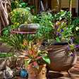 Plantas para casa: dicas de espécies práticas e evento em Bauru
