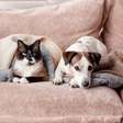 O que significa ter medo de cachorro ou gato, segundo a psicologia?