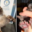 Gato com 29 dedos estabelece novo recorde e entra para o Guiness Book