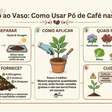 Você joga a borra de café na planta? Veja quando isso pode ser um erro