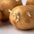 Batatas germinadas são seguras para consumo? Veja quais cuidados tomar com os brotos do alimento