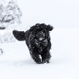 Do labrador ao terra-nova: você conhece os cães originários do Canadá?