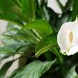 Quais são as plantas comuns que podem ser tóxicas? Entenda