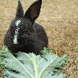 O que coelho não pode comer? Veja 7 alimentos perigosos para esse animal