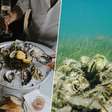 Em 2007, eles começaram a reciclar conchas de ostras vazias de restaurantes da Flórida: hoje, já restauraram 97 recifes